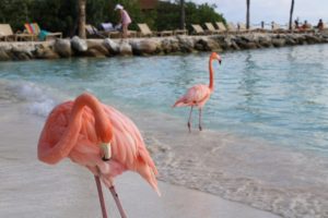Flamingos auf der Renaissance Private Island, Aruba