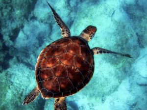 Meeresschildkröte in der Unterwasserwelt von Anguilla