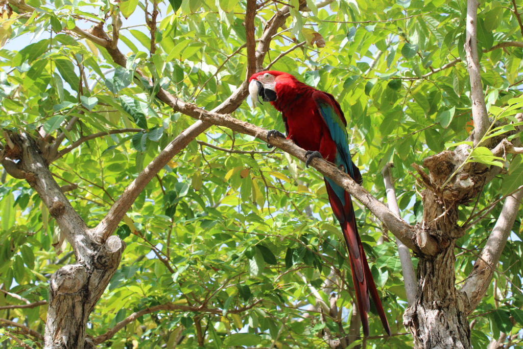 Farbenprächtiger Papagei auf Aruba