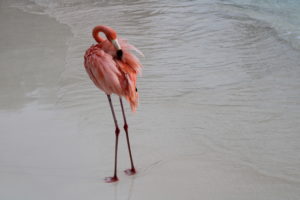 Farbenfroher Flamingo in der Karibik
