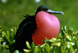 Prachtvoller Fregattvogel im Frigate Bird Sanctuary, Antigua und Barbuda