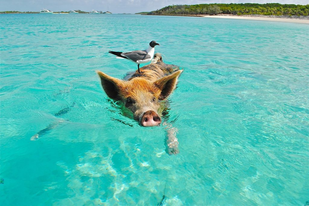 Baden mit Schweinen auf den Bahamas