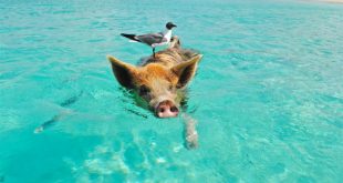 Baden mit Schweinen auf den Bahamas