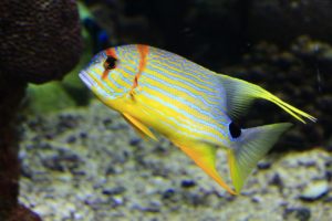 Farbenfroher Fisch in Bermuda