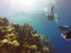 Tauchen in unberührten Unterwasserparadiesen auf Dominica