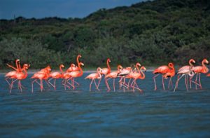 Flamingos stolzieren durch die Lagune Oviedo