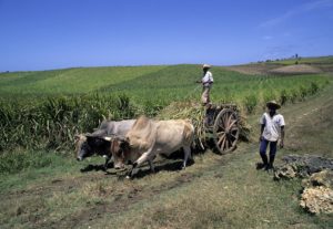 Landarbeiter auf einer Zuckerrohrplantage in Guadeloupe