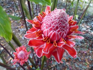Exotische Blüte in den Botanischen Gärten von Martinique
