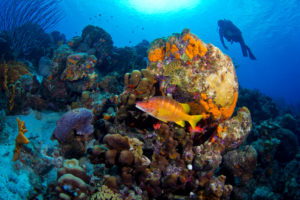 Schillernde Unterwasserwelt von Bonaire