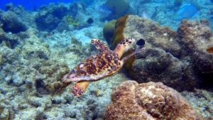 Meeresschildkröte vor Klein Bonaire