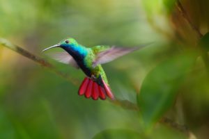 Farbenfroher Kolibri im Main Ridge Forest Reserve, Trinidad und Tobago