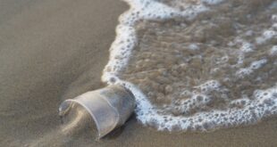 Plastikverbot auf Aruba ab 2020 zum Schutz der Tier- & Pflanzenvielfalt